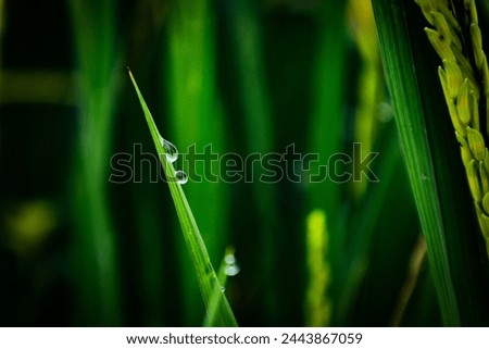 close up of nature fresh green grass with dews drop