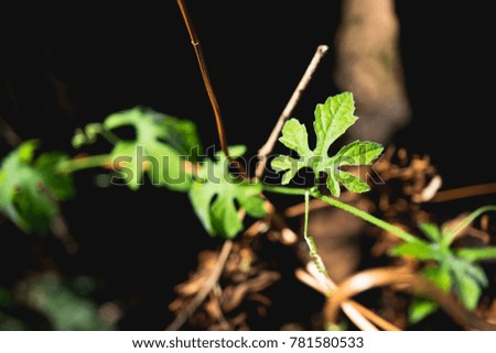Close up nature of green leaf, natural green plants using as a background or wallpaper