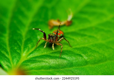 Up close with nature. Macro Photography of Insects, Bugs and Spiders. Tiny details of animals revealed with high quality macro lens and a digital camera