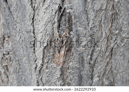 Close up nature peeling wood texture on tree. Natural texture of weeping willow bark, relief background.