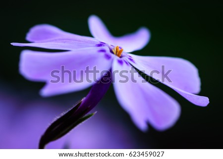 Similar – mauve Plant Spring Flower