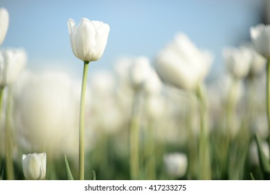 Close Up Nature View Of Amazing White Tulips Blooming In Garden At Middle Of Spring Under Sunlight. Natural Sunny Flower Plants Landscape And Blue Sky As A Background. 