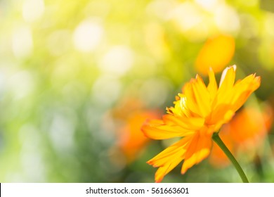 22,907 Flower Under Water Images, Stock Photos & Vectors 