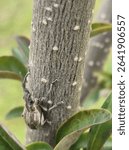 close up of a Naupactus