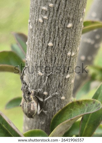 close up of a Naupactus