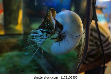 Close Up Nautilidae In The Aquariums