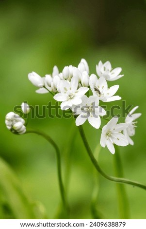 Close up of Neapolitan garlic (allium neapolitanum) flowers in bloom