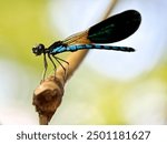 Close up needle dragonfly, dragonfly with the Latin name Zygoptera, dragonfly or damselfly, dragonfly perch on a wooden twig