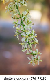 Close Up Neem Flower On Tree