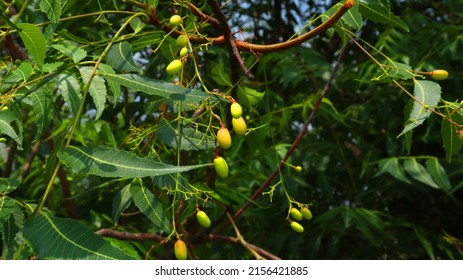 Close Up Of Neem Seeds From A Tree 