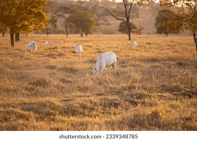 close up of nelore cattle on dry pasture at golden hour