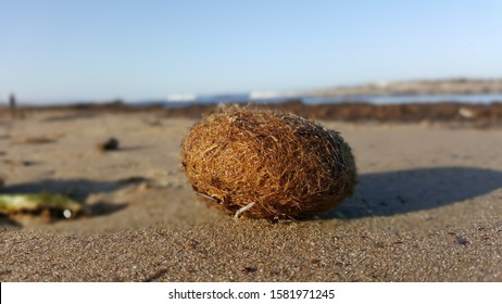 Close Up Of Neptune Grass Balls With Blurred Background