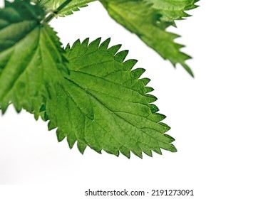 Close Up Of Nettle Leaves On White Background. Fresh Young Shoots. Medicinal Plant. In Traditional Medicine, Diuretic For Skin Diseases, Cough, And Hair Loss. Copy Space. Soft Selective Focus