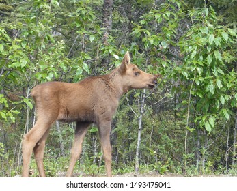 Close Up Of A New Born, Baby Moose, Profile.