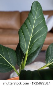 Close up of new focus Audrey leaf in pot