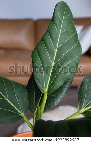 Close up of new focus Audrey leaf in pot
