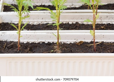Close up new small tree growing in soil.