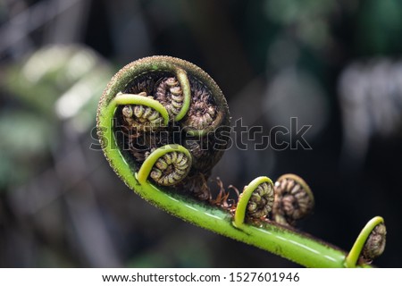 Close up of a New Zealand fern (Koru)