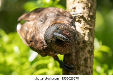 A Close Up Of A New Zealand Kaka Parrot	