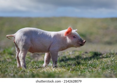 Close Newborn Piglet On Spring Grass On A Farm