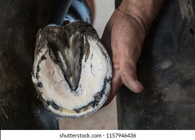 Close up of a newly trimmed horse hoof that has an abscess and some hoof wall separation.