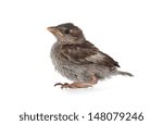 Close up of nice little bird on white background