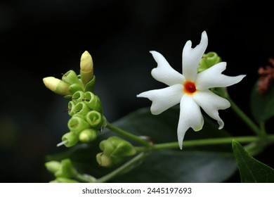 Close up of night blooming jasmine flower and buds with dark background 