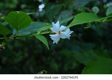 Close Up Of A Night Flowering Jasmine Flower (Nyctanthes Arbor Tristis) With Leaves In The Garden