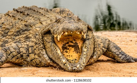 Close up of Nile Crocodiles