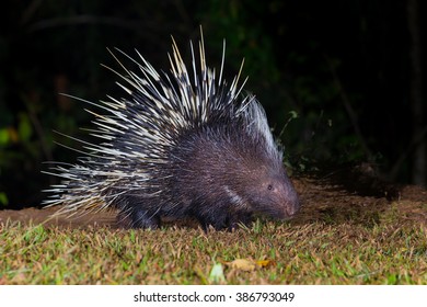 Malayan Porcupine Images Stock Photos Vectors Shutterstock