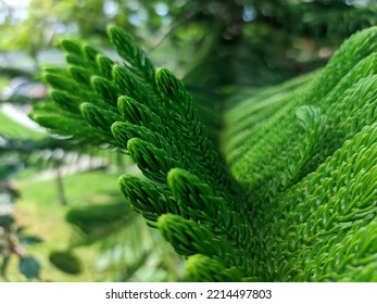 Close Up Of Norfolk Island Pine At Noon In The Park