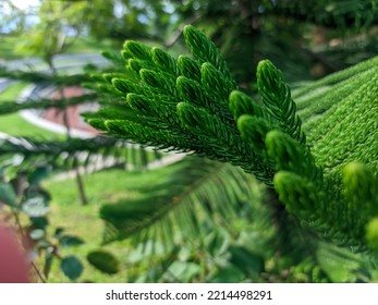 Close Up Of Norfolk Island Pine At Noon In The Park