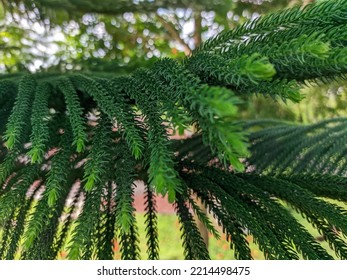 Close Up Of Norfolk Island Pine At Noon In The Park