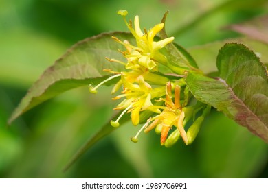 Close up of Northern Bush Honeysuckle flower. Also known as Low, Dwarf, and Yellow-flowered Upright Honeysuckle. Taylor Creek Park, Toronto, Ontario, Canada. - Shutterstock ID 1989706991