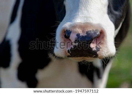 Close up nose of black and white Dutch cow standing on the green grass meadow, Open farm with dairy cattle on the field in countryside farm, Netherlands. Stock photo © 