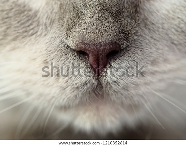 Close Nose British Shorthair Blue Point Stock Photo Edit Now