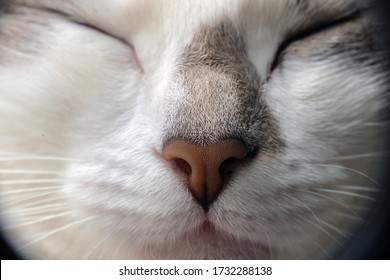 Close Up Of A Nose Cat. Macro