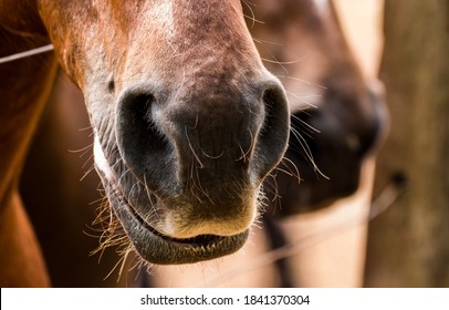 close up of a nose of a horse - Powered by Shutterstock