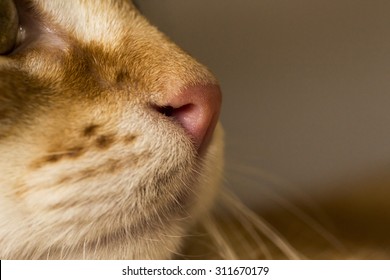 close up of nose of peaceful orange red tabby cat male kitten