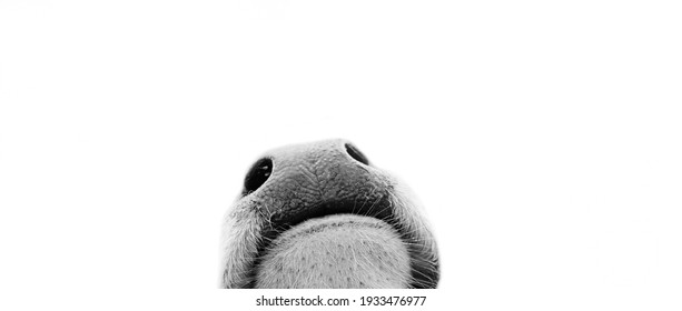 Close Up Of Nosey Baby Cow Nose Peeking From Isolated White Background, Curious Calf.