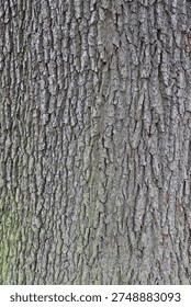 Close up of oak tree bark