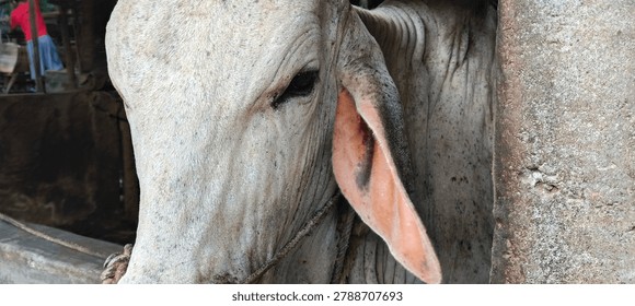 close up object of a gray cow's face
