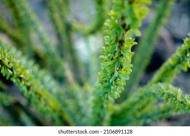 Close Up Of The Ocotillo Plant 