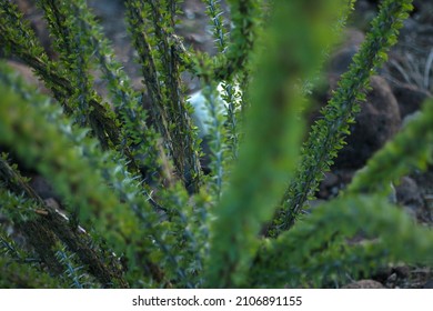 Close Up Of The Ocotillo Plant 