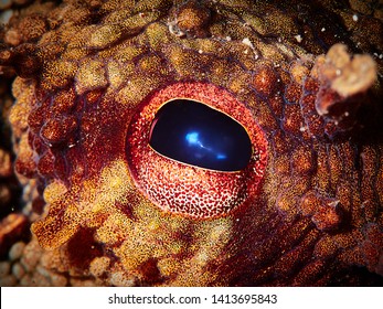 Close Up Of An Octopus Eye