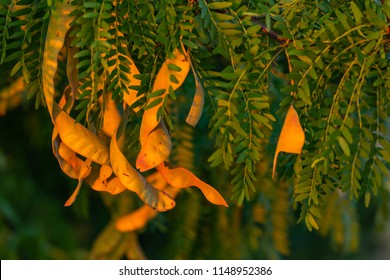 Close Up Of Oddly Shaped Orange Leaves On A Tree Branch Lit Up By The Setting Sun In Arbor Hills Nature Preserve.