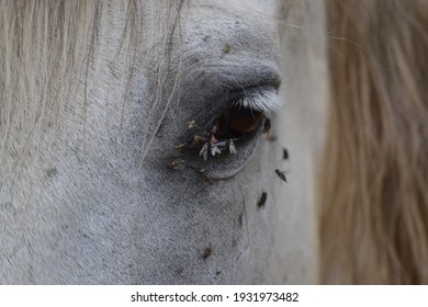 1,108 Horse parasite Images, Stock Photos & Vectors | Shutterstock