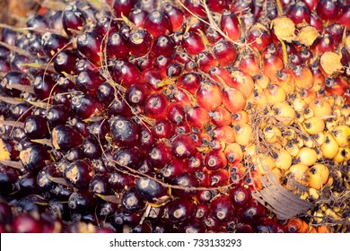 Close Up Oil Palm Fruits In Palm Oil Factory.