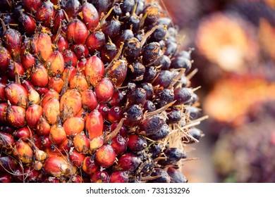 Close Up Oil Palm Fruits In Palm Oil Factory.