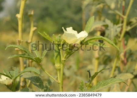 Close up of Okra flower.Beautiful yellow okra flower. Lady Fingers Flower. Yellow flower of Lady Fingers on Plant. Okra vegetable. With Selective Focus on the Subject.